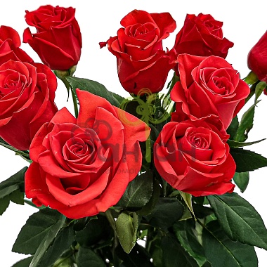 Роза одиночная Красная 70 см