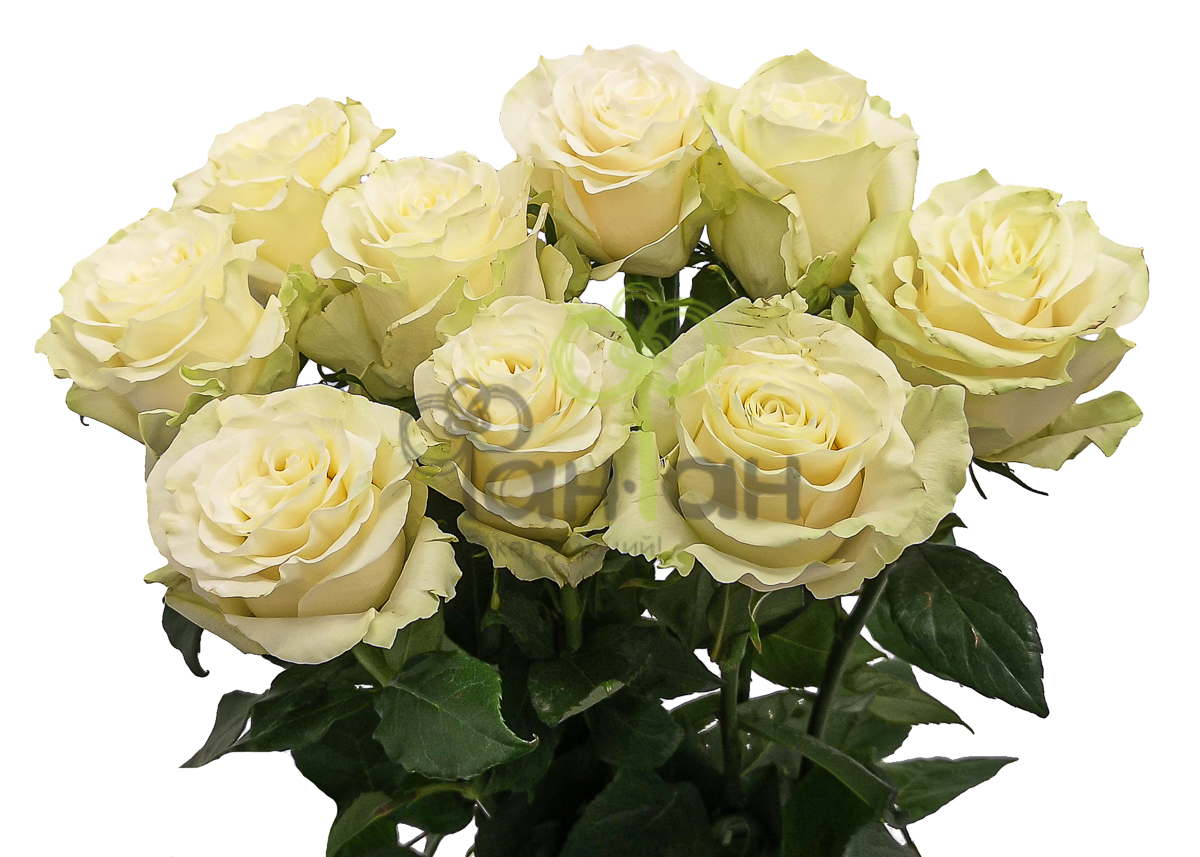 Роза одиночная Белая 70 см