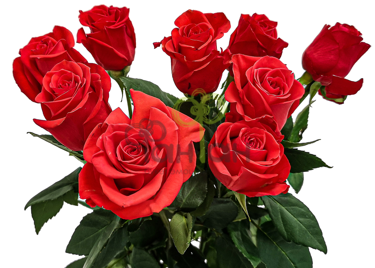 Роза одиночная Красная 70 см