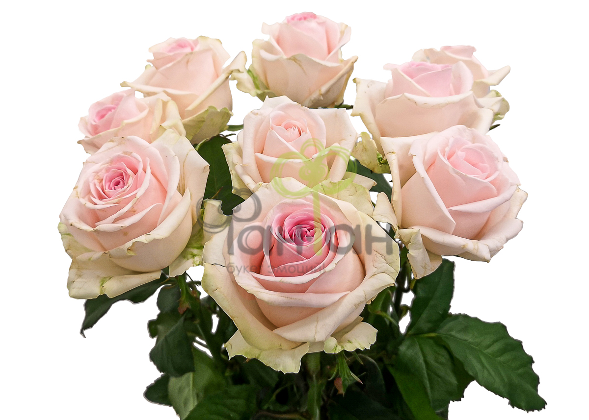 Роза одиночная Розовая 70 см