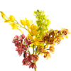 Орхидея Цимбидиум большая, 1 цветок