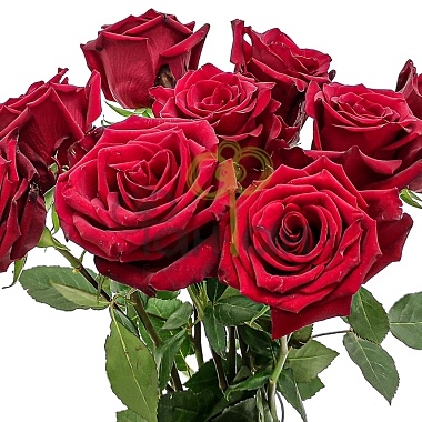 Роза одиночная Бордовая 50 см