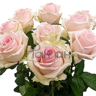 Роза одиночная Розовая 70 см