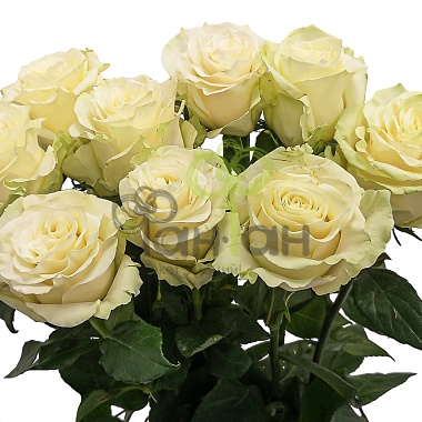 Роза одиночная Белая 60 см