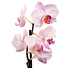 Фаленопсис - Ванда, 1 цветок